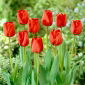 Tulp Apeldorn - pakket van 5 stuks - Tulipa Apeldorn