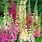Foxglove "Gloxiniaeflora"  - バラエティーミックス。一般的なジギタリス、紫色のジギタリス、女性の手袋 -  9000種子 - Digitalis purpurea - シーズ
