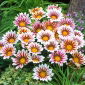 Fiore del tesoro "Big Kiss F2 White Flame"; gazania - Gazania x hybrida - semi