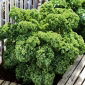 Lehtikaali - Dwarf Green Curled - 300 siemenet - Brassica oleracea L. var. sabellica L.