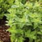 Orégano - 750 sementes - Origanum vulgare