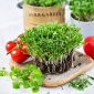 Microgreens - Koriander - Élénk frissesség, tökéletesen gyenge - Friss vetőmagok
