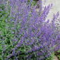 Katzenminze die Mücken abschreck - Nepeta mussinii - Duftend, mückenschreckend, perfekt - Samen