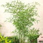 Gula Groove frön - Phyllostachys aureosulcata - Phyllostachys pubescens
