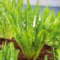 Endive "Catalogna Puntarelle di Gaeta" - high nutritional value