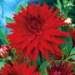 Daaliat Cactus - punainen - Dahlia