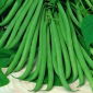 Gewone boon - Delinel - Phaseolus vulgaris L. - zaden