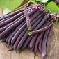 Dwarf Bean Semințe de ametist - Phaseolus vulgaris - Phaseolus vulgaris L.