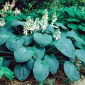 Hosta, Funkie, Herzblattlilie Elegans