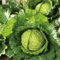 サボイキャベツ「ミラポラナ」 - 苦味のヒントなし -  325種子 - Brassica oleracea var. sabauda  - シーズ