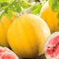 Watermeloen -  Gold of Wolica - 9 zaden - Citrullus lanatus