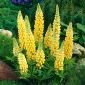 Altramuz - amarillo - Yellow - Lupinus hybridus