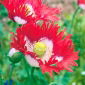 خشخاش تریاک "پرچم دانمارکی"، خشخاش بذر - 1000 دانه - Papaver somniferum