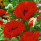 Idamagun  - Papaver orientale