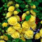 Harilik tokkroos - Yellow - kollane  - Althaea rosea