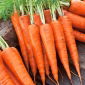 Zanahoria - Major - 1275 semillas - Daucus carota ssp. sativus