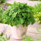 Toronjil - Limonella - 1000 semillas - Melissa officinalis