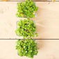 Microgreens - Citrom illatú Bazsalikom - Mrs. Burns - 1950 magok - Ocimum citriodorum