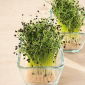 Cebolleta - Microgreens - Allium fistulosum  - semillas