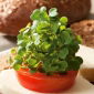Microgreens - Green kale - foglie giovani dal gusto eccezionale - 900 semi - 