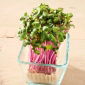 Microgreens - Col repollo - Haco - roj - 1080 semillas - Brassica oleracea,convar. capitata,var. rubra.