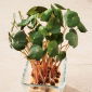 Microgreens - Capuchina enana - Hojas jóvenes con un sabor único - 160 semillas - 