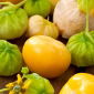 เมล็ด Tomatillo - Physalis ixocarpa - 340 เมล็ด - Physalis ixocarpa Amarylla, syn. Physalis philadelphica
