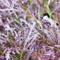 Mizuna - Red - Brassica rapa var. japonica - Vibrant, Tender, Mustard-Flavoured Leaves - Fresh Seeds