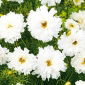 Cosmos Çift Tıklama Beyaz tohumlar - Cosmos bipinnatus fl.pl. - 28 tohum