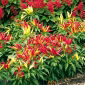 Sweet Pepper - Poupila - Vibrant Flavor in a Compact Pot-Friendly size! - Fresh Seeds
