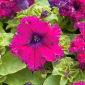 Petunie mit gezackten Blüten - Magenta - Petunia x hybrida fimbriata - 80 Samen