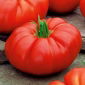 Tomato - Brutus - Massive 2kg Tomatoes - Impressive Size! - Fresh Seeds