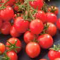 Tomato "Gartenperle" - vividly red, cherry-type fruit