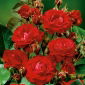 Garden multi-flower rose - red - potted seedling