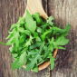 BIO - Sprouts - zaden - Zwaardherik - 800 zaden - Eruca vesicaria