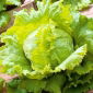 Iceberg lettuce "Queen of Summer" - crisp, early variety - COATED SEEDS - 250 seeds