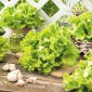 Iceberg lettuce "Splendor" - 180 seeds