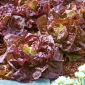 Botersla - BIO - 450 zaden - Lactuca sativa L. var. Capitata