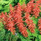 Tropical sage - pink-orange variety - 84 seeds