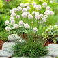 Semillas de Mar Blanco Thrift Alba - Armeria maritima - 55 semillas - Armeria maritima ‘Alba'