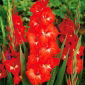 Gladiolus Traderhorn - 5 bulbs