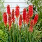 Kniphofia - Nancy Red