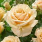 Large-flowered rose - dark ecru - potted seedling