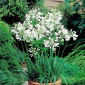 Agapanthus, Lily of the Nile White - bulb / tuber / rădăcină