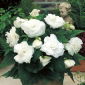 Begonia, Großblütige Begonie Double White - 2 Zwiebeln