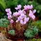 Cyclamen hederifolium (neapolitanum), Efeublättriges Alpenveilchen, Herbst-Alpenveilchen, Neapolitanisches Alpenveilchen, Neapolitaner Erdscheibe
