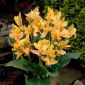 Canna - Golden Lucifer