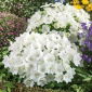 Campanula de los Cárpatos - blanco - Campanula carpatica - Crecimiento robusto, belleza fácil para principiantes - Semillas frescas