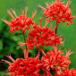 Nerine - Kodora
