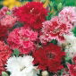 Dianthus chinensis - 495 frø - mix